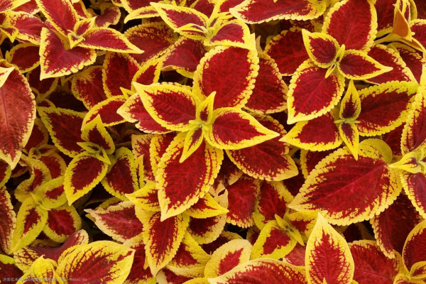 彩叶草栽培及病虫害防治